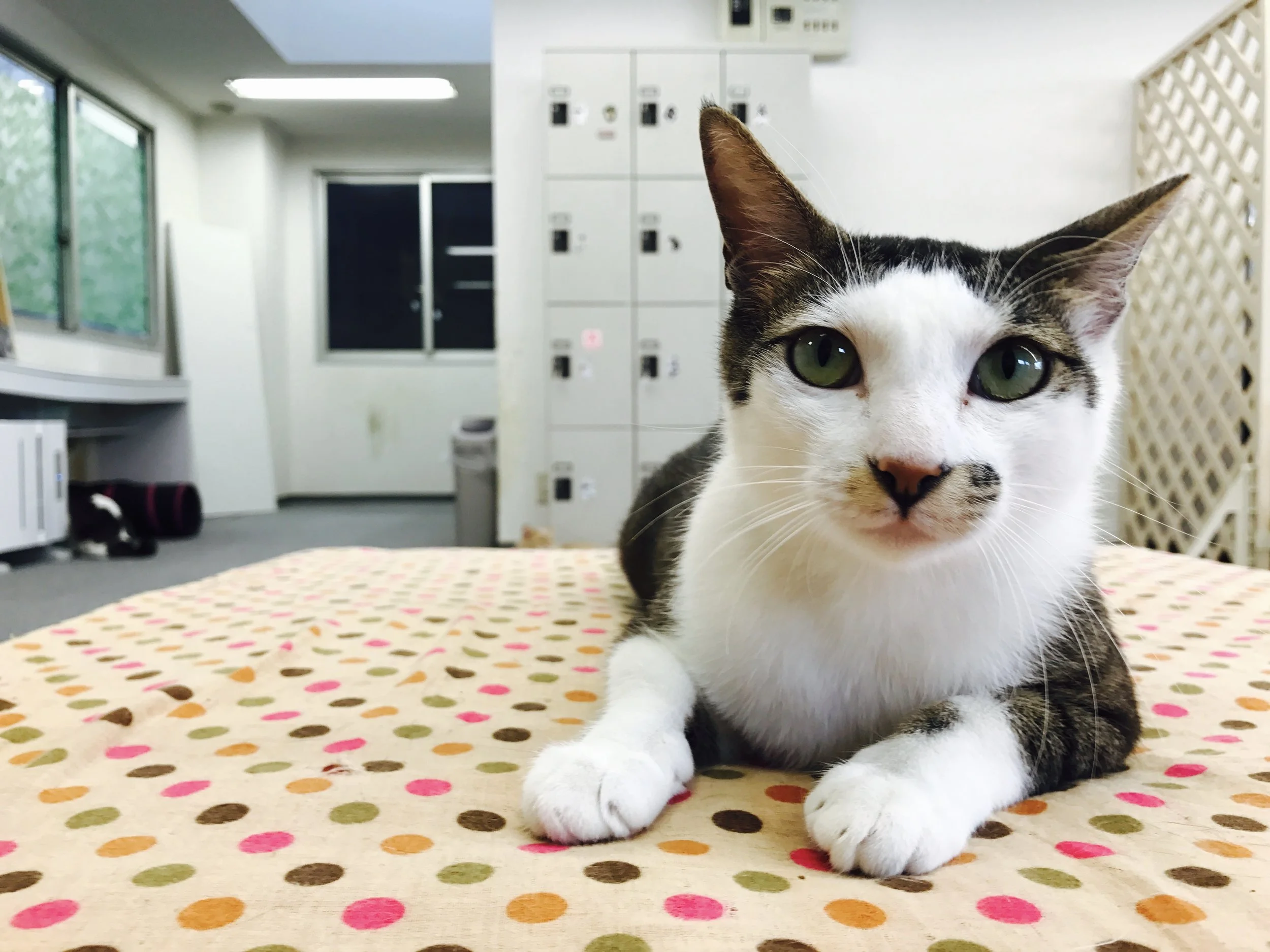Machineko — The Neighbor's Cat